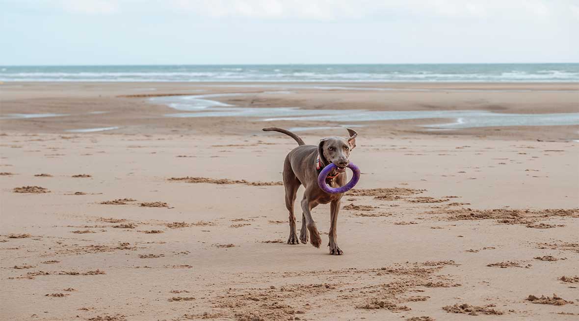 Weimaraner dog holding a quoit in its mouth, walking along an expansive sandy beach