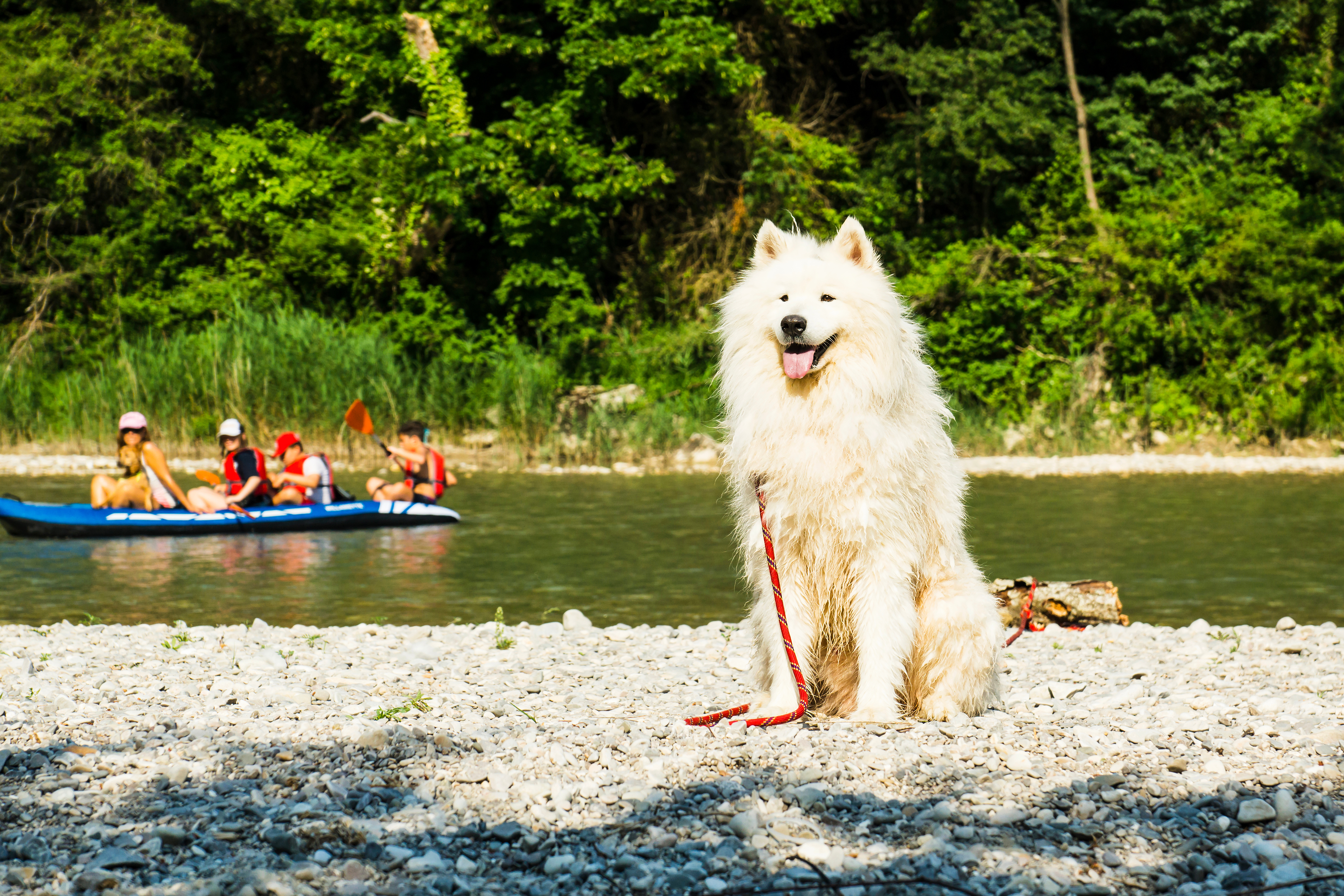 Wet Samoyed dog sitting on the pebbly river bank with tourists kayaking in the background along the Drome river.