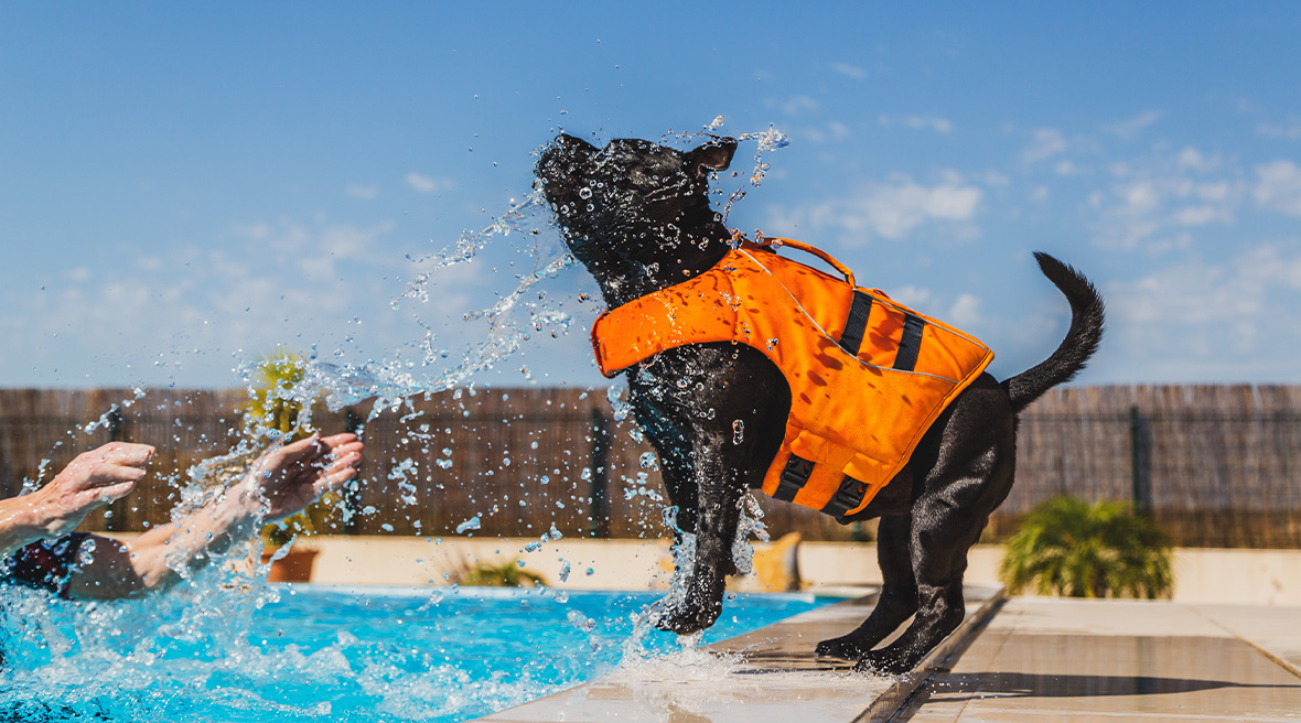 Bull terrier dog in an orange lifejacket shaking water off him by a private outdoor swimming pool