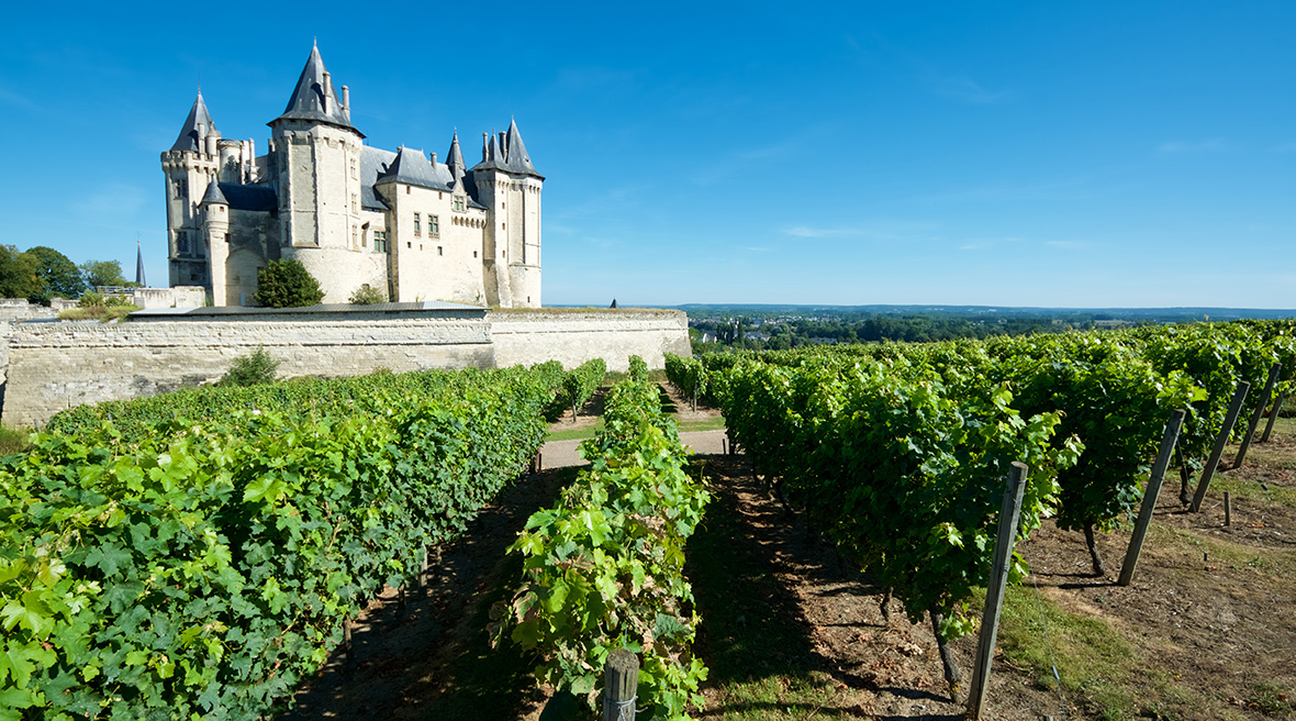 Vineyard at the medieval castle, Château de Saumur, Saumur