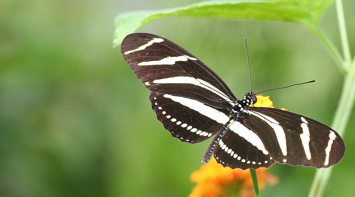 150 species of tropical butterflies flutter through Naturospace