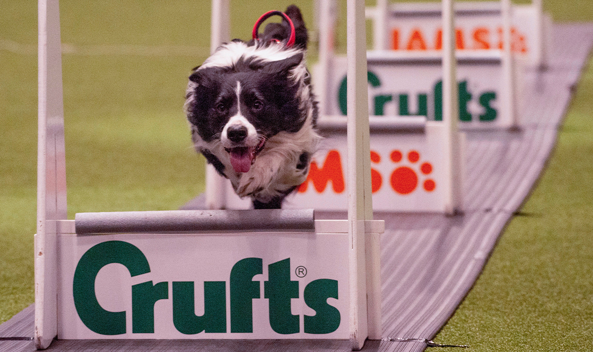 Calendrier Exposition Canine 2023 Guide De L'exposition Canine Crufts – Eurotunnel Le Shuttle
