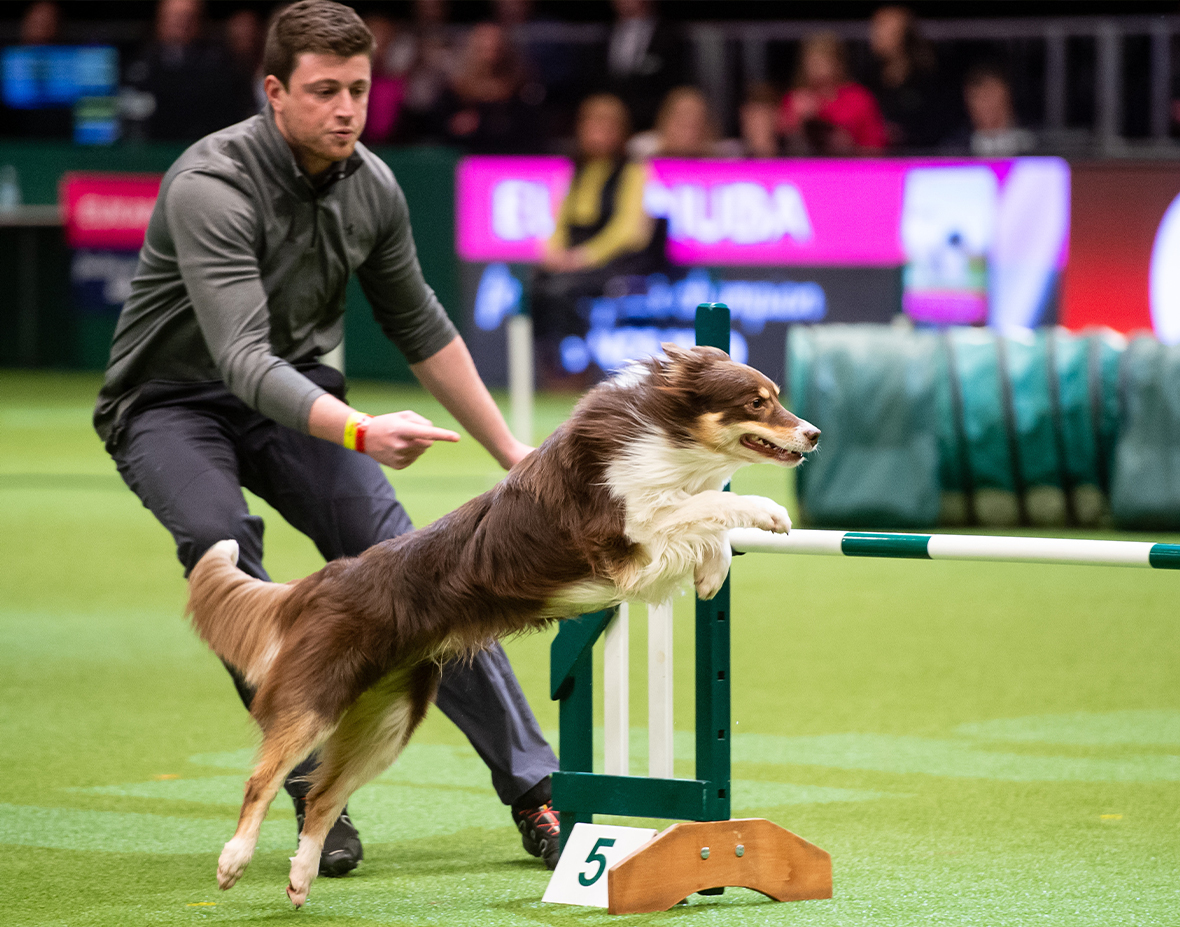 Calendrier Expo Canine 2023 Guide De L'exposition Canine Crufts – Eurotunnel Le Shuttle