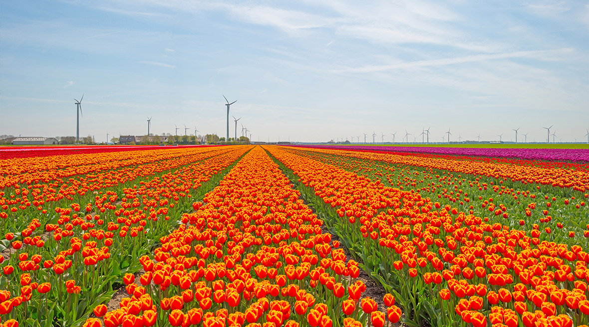 Keukenhof Tulip Festival, Lisse, Southern Holland ...