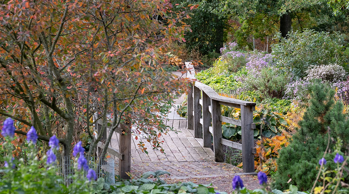 tuinpad met houten bruggetje, omringd door een tuin met struiken en blauwpaarse bloemen in impressionistische stijl