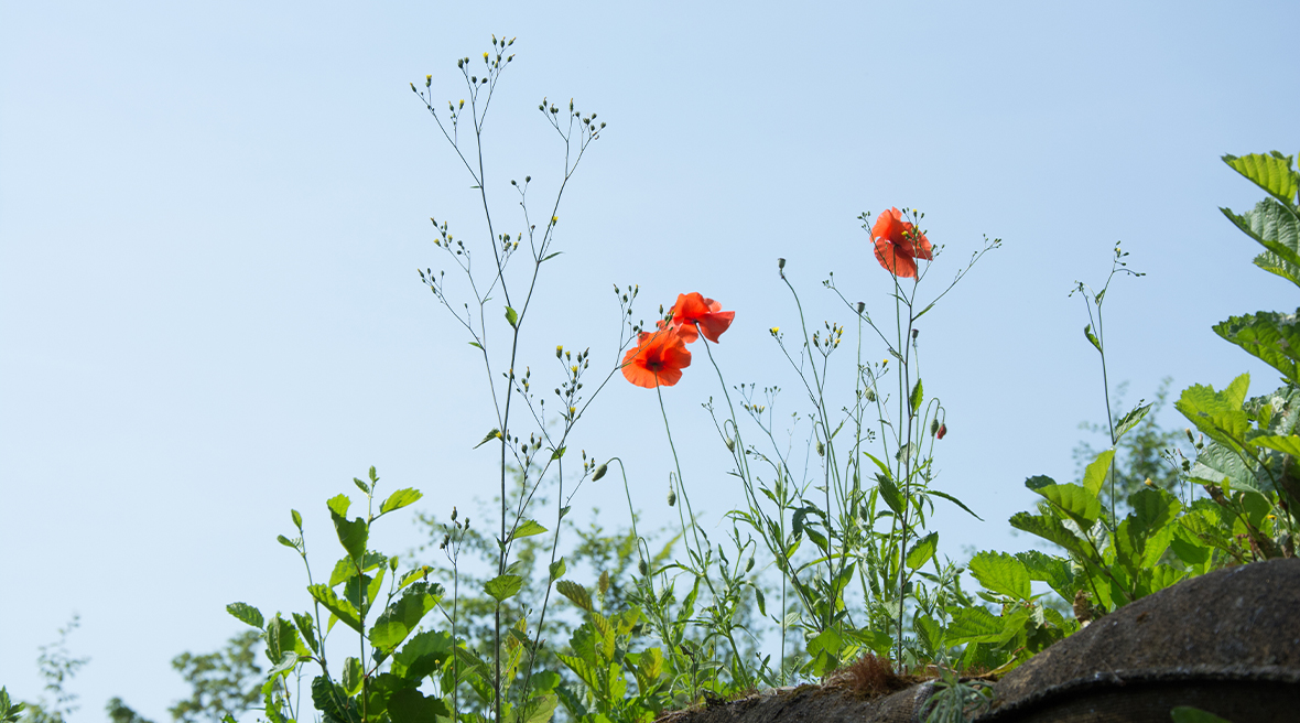 Peaceful poppies growing from a Great War trench, with blue sky background